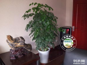 上海徐匯區植物租擺與綠化租賃服務 專業鮮花綠植與苗木供應