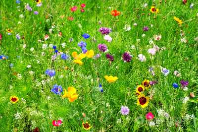 野生花卉在園林綠化施工中的應用與價值