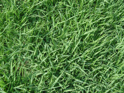 福建地區草種供應與園林綠化施工服務