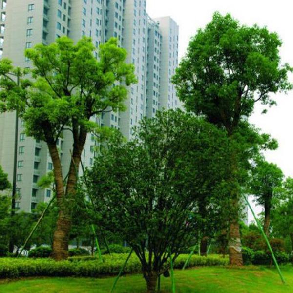 專業園林綠化工程承接與價格解析 走進東平縣興亞家庭農場